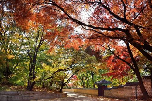 [스압] 가을 풍경이 예쁜걸로 유명한 창덕궁 후원