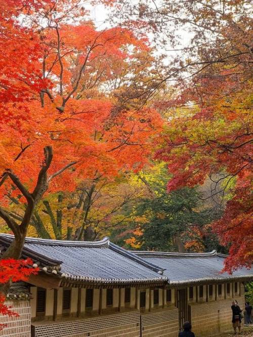 [스압] 가을 풍경이 예쁜걸로 유명한 창덕궁 후원