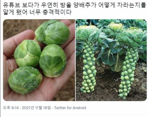 생각보다 충격적인 방울 양배추가 자라는 법