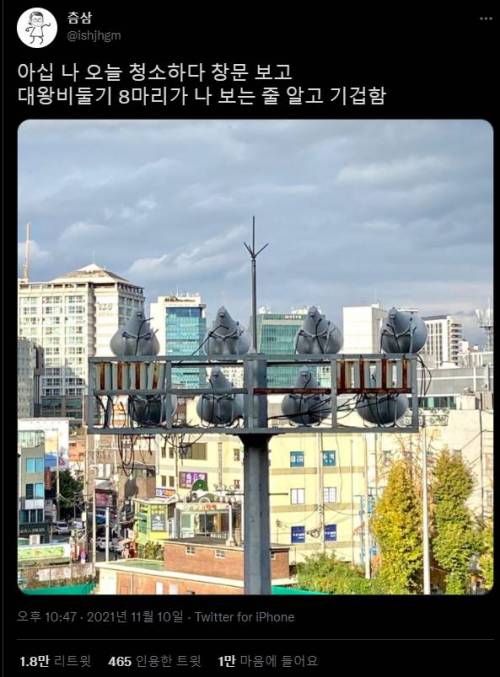 대왕 비둘기 8마리.jpg