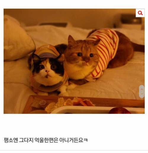 우리 고양이 억울하게 생겼나요?