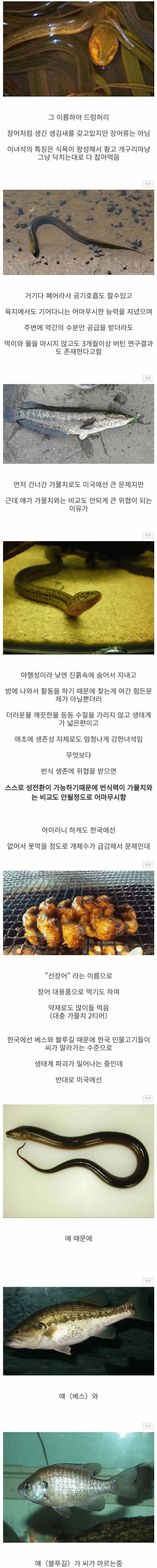 미국 생태계를 박살내고있는 한국 물고기