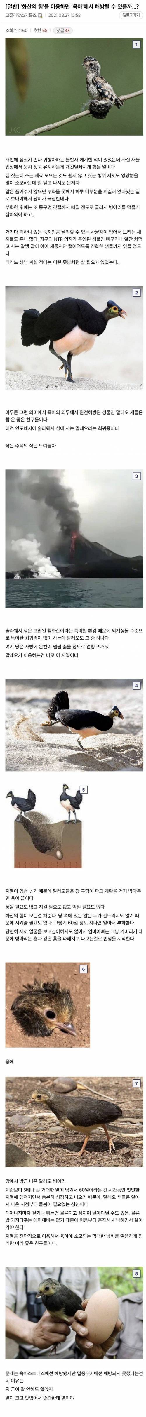 화산에 알을 낳는 새.jpg