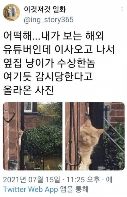 옆집 감시하는 고양이