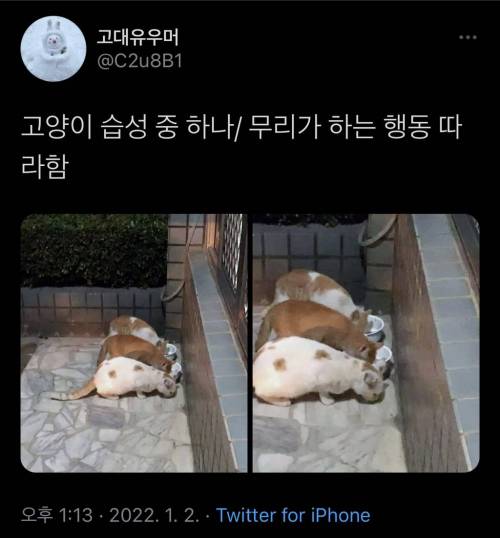 고양이 습성 중 하나