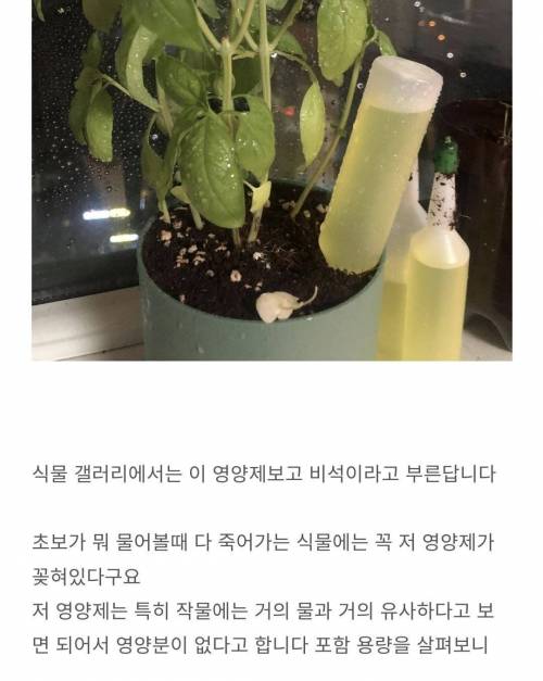 초보들이 식물 키우면서 하는 실수 중 하나