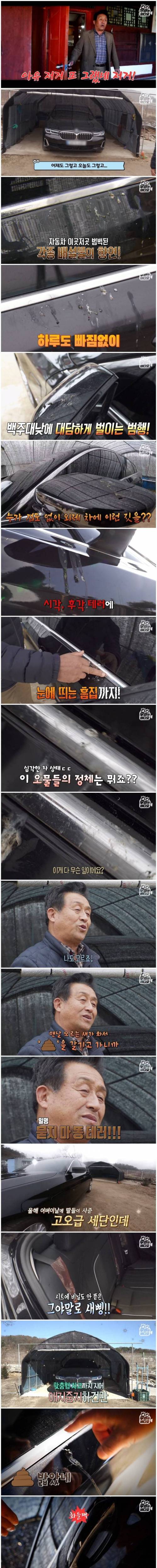 [스압] 매일매일 BMW에만 응가하는 의문의 새.jpg