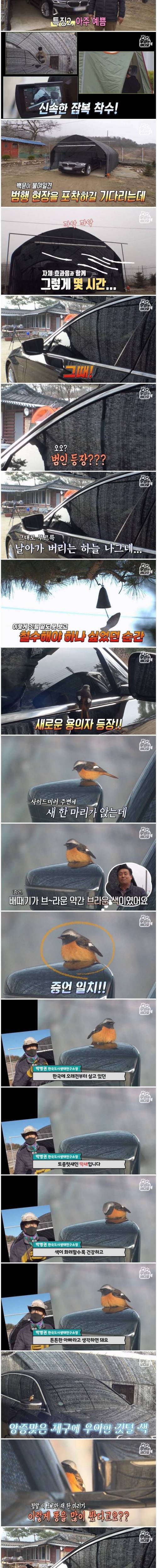 [스압] 매일매일 BMW에만 응가하는 의문의 새.jpg