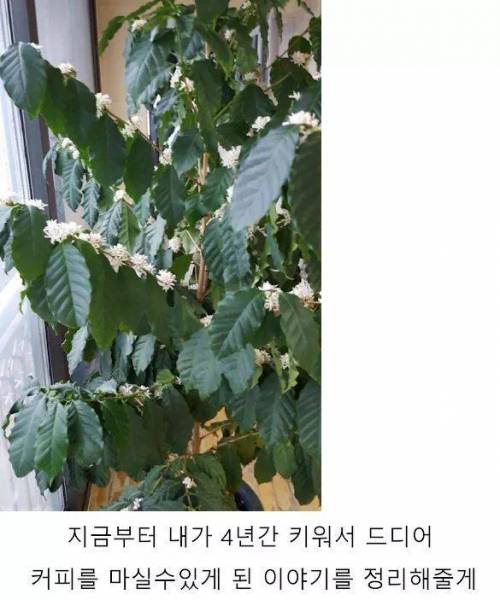 4년동안 커피나무에 온갖정성 다들여서 직접 커피를 내려마신 디시인