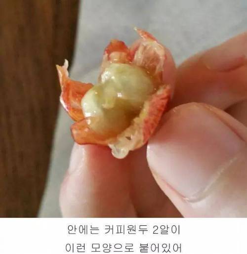 4년동안 커피나무에 온갖정성 다들여서 직접 커피를 내려마신 디시인