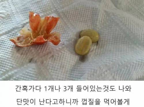 4년동안 커피나무에 온갖정성 다들여서 직접 커피를 내려마신 디시인