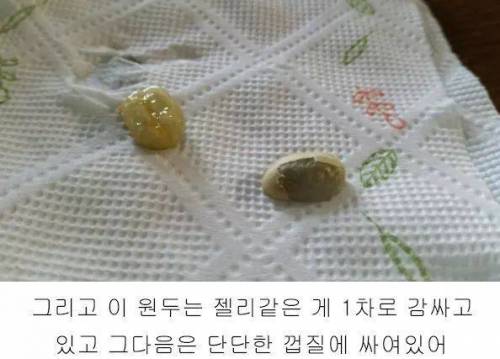 4년동안 커피나무에 온갖정성 다들여서 직접 커피를 내려마신 디시인