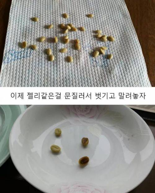 4년동안 커피나무에 온갖정성 다들여서 직접 커피를 내려마신 디시인