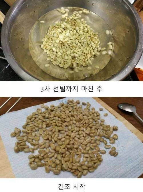 4년동안 커피나무에 온갖정성 다들여서 직접 커피를 내려마신 디시인