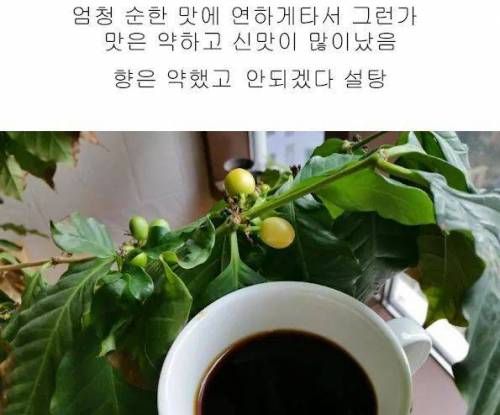 4년동안 커피나무에 온갖정성 다들여서 직접 커피를 내려마신 디시인