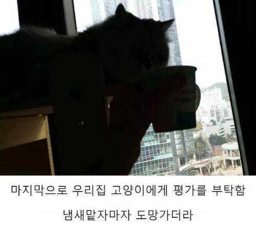 4년동안 커피나무에 온갖정성 다들여서 직접 커피를 내려마신 디시인