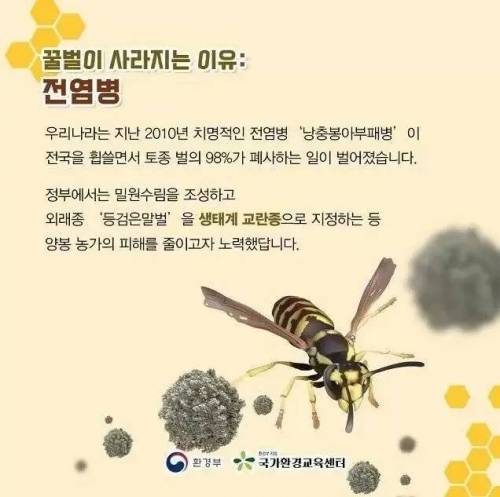 꿀벌이 사라지는 이유