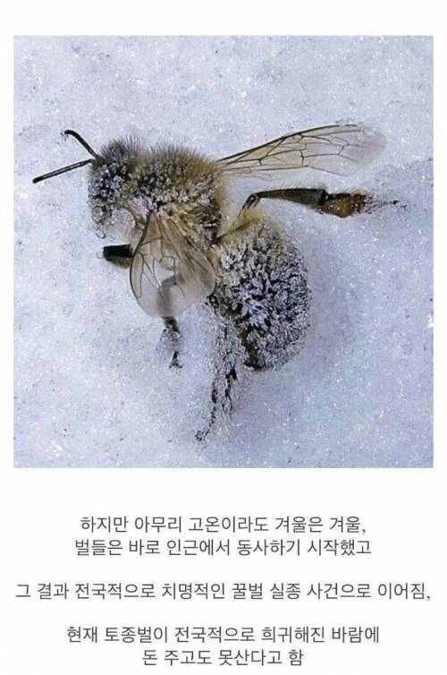 꿀벌이 사라지는 이유