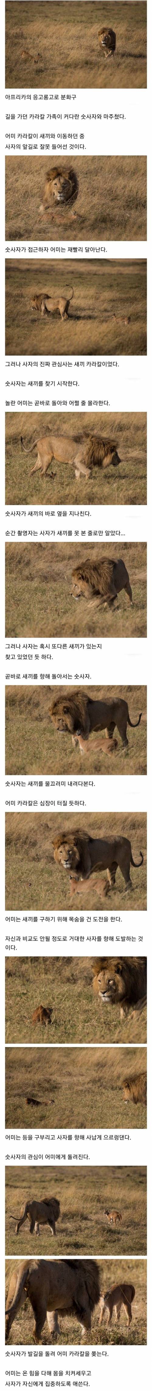 큰 고양이와 마주친 작은 고양이