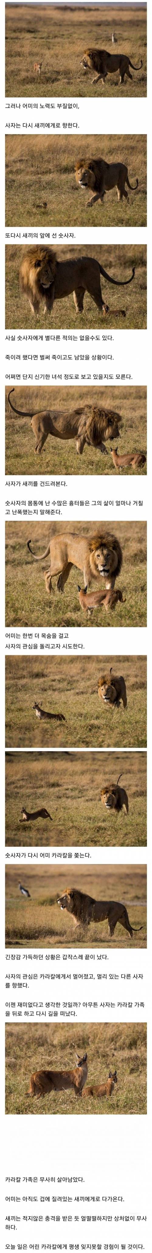 큰 고양이와 마주친 작은 고양이