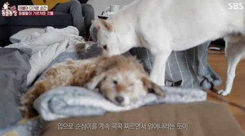 이효리 강아지 순심이가 죽기 전 다른 동물들이 보인 반응.jpg