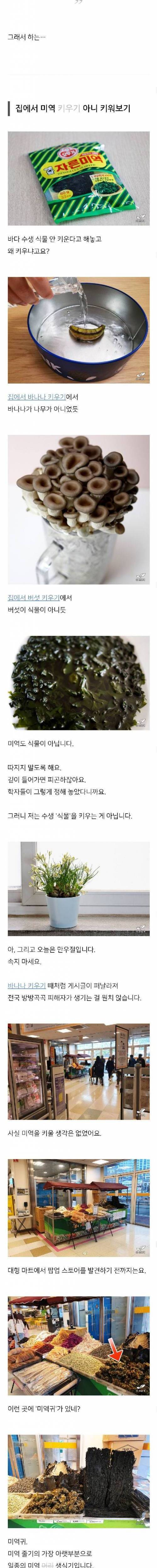 집에서 미역 키우기