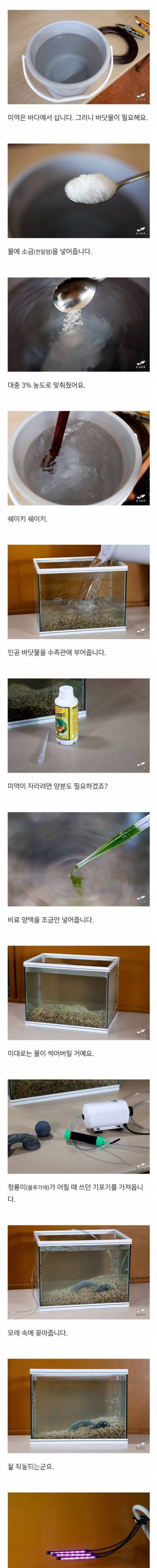 집에서 미역 키우기