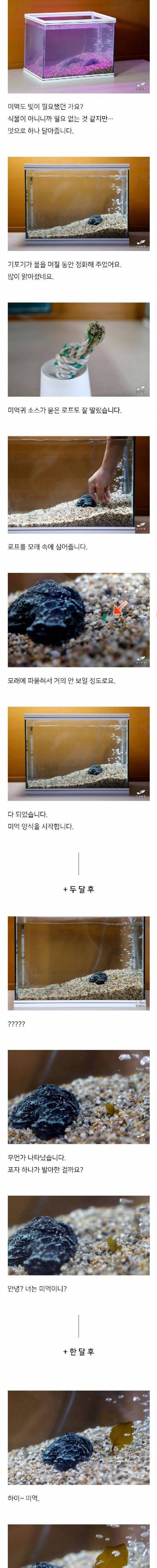 집에서 미역 키우기