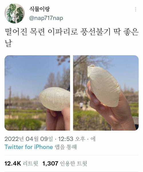 목련풍선 불기 좋은 계절