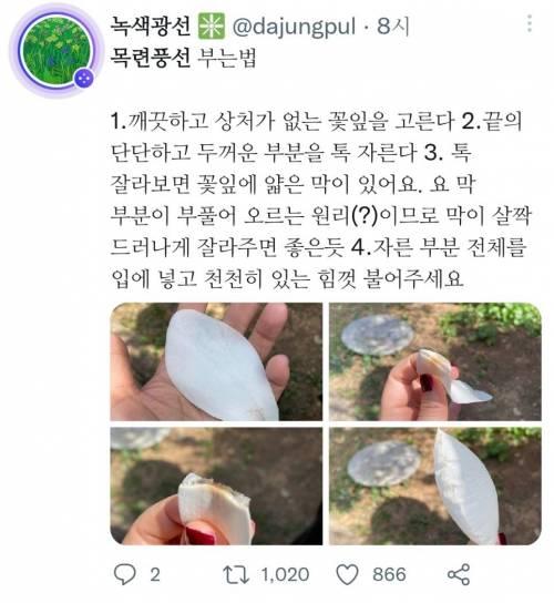 목련풍선 불기 좋은 계절