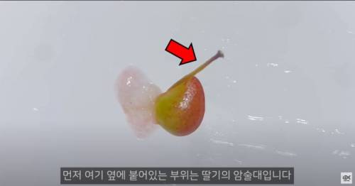 딸기 외부에 있는 것은 씨앗이 아닙니다.jpg