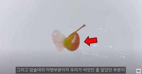 딸기 외부에 있는 것은 씨앗이 아닙니다.jpg