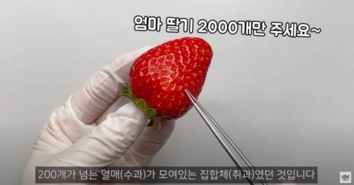 딸기 외부에 있는 것은 씨앗이 아닙니다.jpg