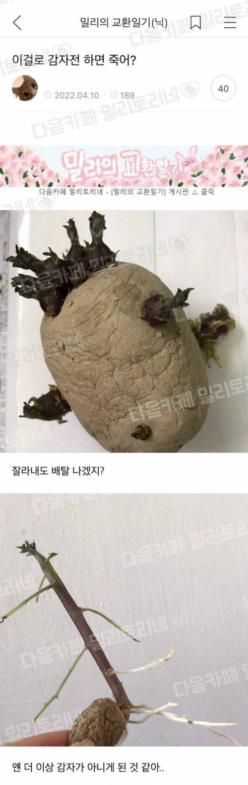 이걸로 감자전 하면 죽어?