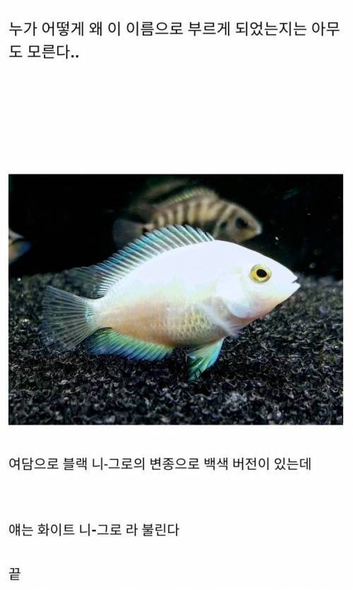 한국 한정으로 부르는 물고기 이름