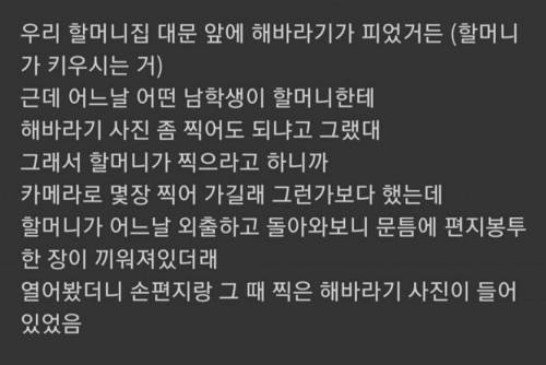 우리 할머니 집 앞에 누가 해바라기 사진 놓고 간 거 볼래...?