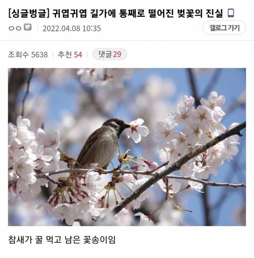 길가에 떨어진 벚꽃 꽃송이의 진실...jpg