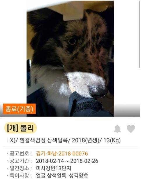 댕댕이 입양되기전 모습과 입양된후의 모습