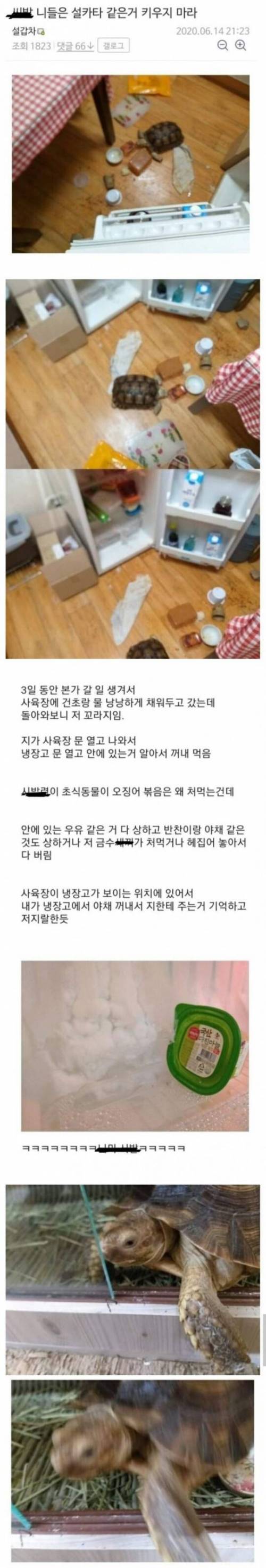 거북이한테 냉장고 테러당한 사람