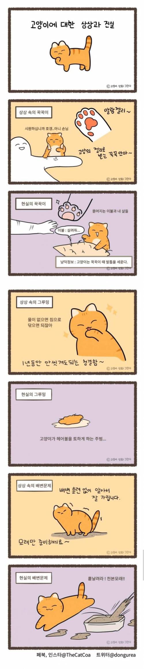 고양이에 대한 상상과 진실