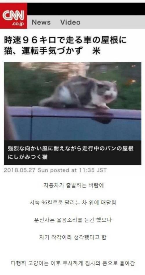 고속을 느낀 고양이