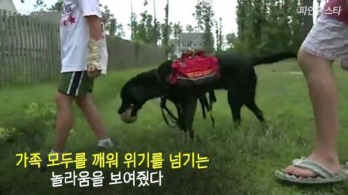 미국 한 고등학교 졸업앨범에 실린 댕댕이