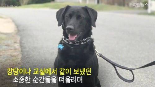 미국 한 고등학교 졸업앨범에 실린 댕댕이