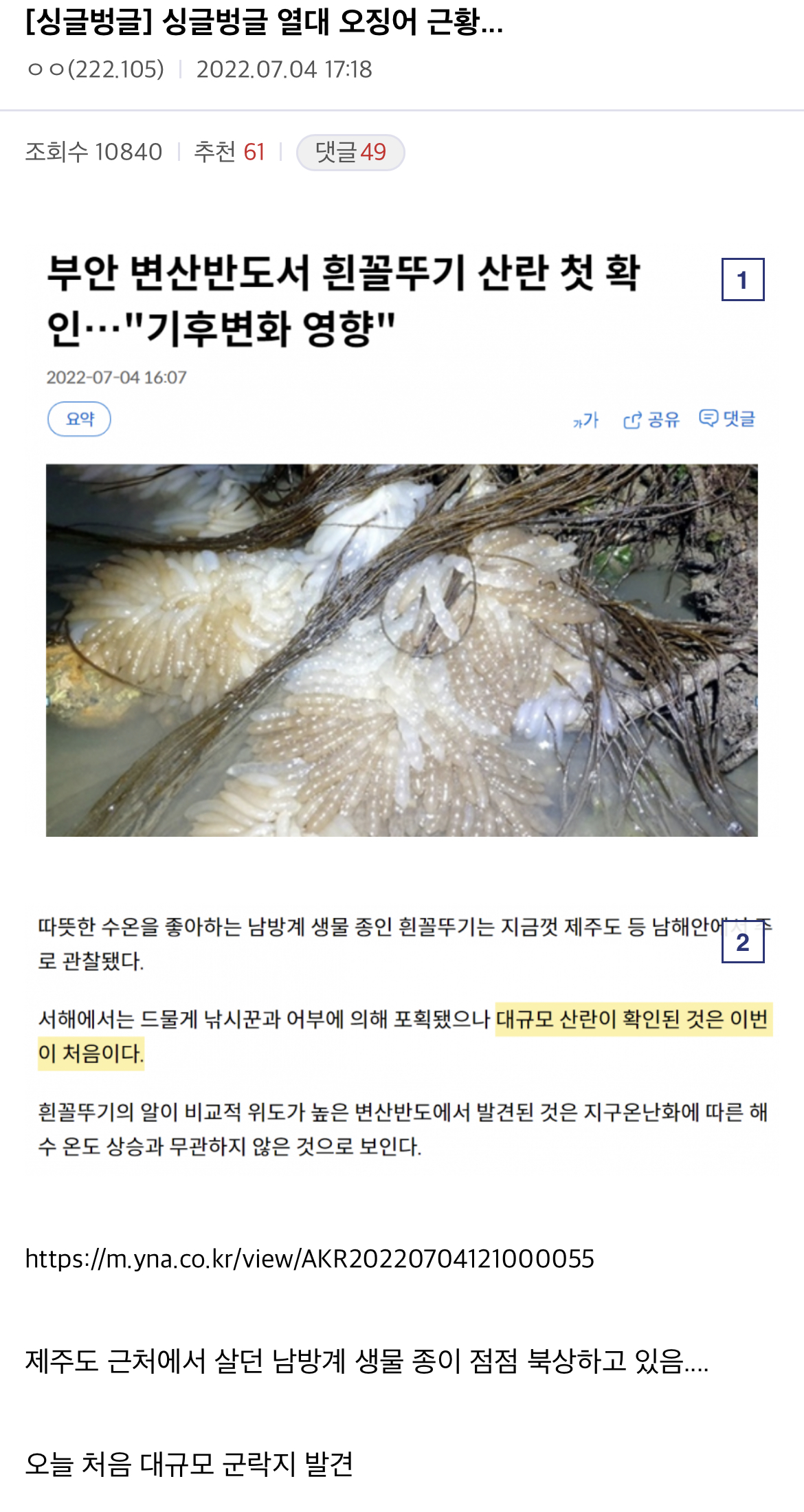 안싱글벙글 열대 오징어 근황...