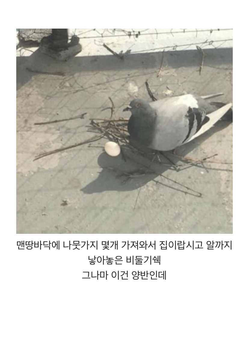 둥지 대충 짓는 걸로 유명한 비둘기