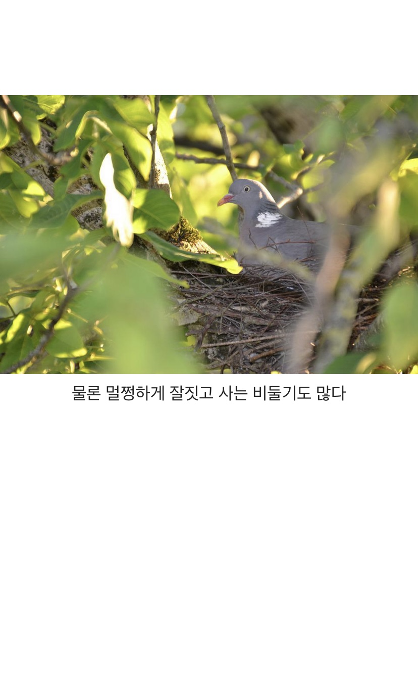 둥지 대충 짓는 걸로 유명한 비둘기