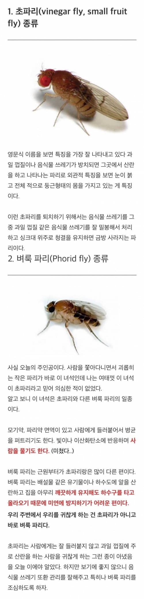 억울억울 초파리가 누명을 쓴 이유.jpg