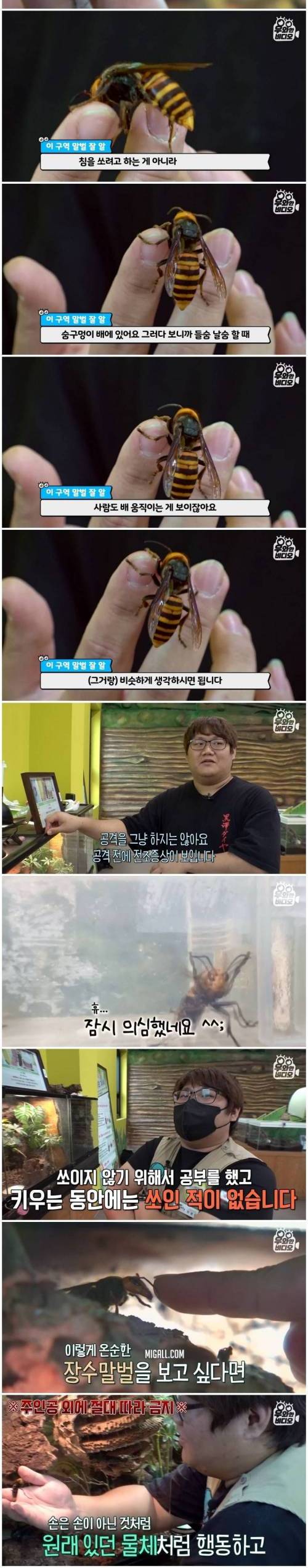 장수말벌을 키우는 남자.jpg