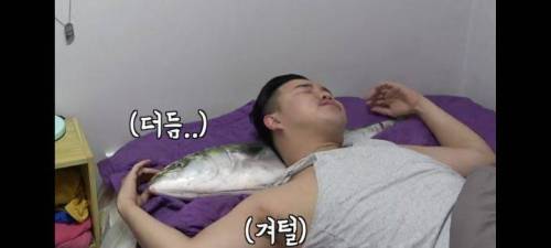 친구 배게를 방어로 바꿔보았다