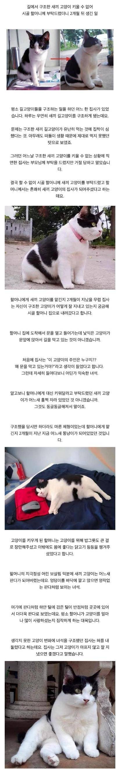 길에서 구조된 새끼 냥이 할머니집에서 두달 후